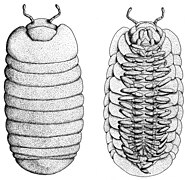 November 9: drawing of female of Glomeris marginata