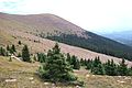 Trees at treeline, Pikes Peak, Colorado