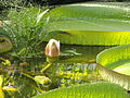 Deutsch: Riesenseerose im Botanischen Garten Bochum. English: Giant water lily in the Bochum botanical garden.