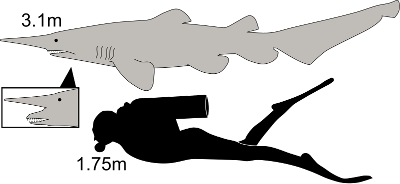 File:Goblin shark size.svg