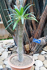 Pachypodium lamerei