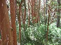 Parque Nacional Los Arrayanes, Neuquén