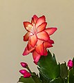 * Nomination Schlumbergera, Lidcactus. Flowering houseplant in the Netherlands. --Agnes Monkelbaan 06:15, 27 March 2019 (UTC) * Promotion Good quality; first I thought it is your FPC, they are very similar --Llez 06:22, 27 March 2019 (UTC)