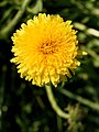 * Nomination Common Dandelion (Taraxacum officinale). --kallerna 16:18, 18 June 2010 (UTC) * Decline Unsharp, too tight crop -- Alvesgaspar 23:13, 22 June 2010 (UTC)