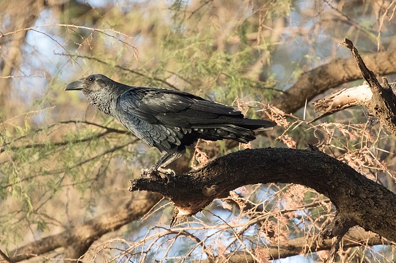 File:Corvus rhipidurus 155958862.jpg