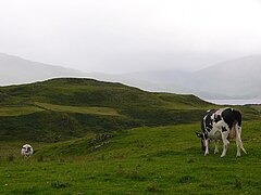 Lismore-cows.jpg