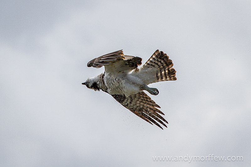 File:Osprey (8358125287).jpg