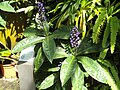 Deutsch: Im Tropenhaus des Botanischen Gartens Bochum. English: Inside the tropical greenhouse of the Bochum botanical garden.