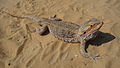 * Nomination Bearded Dragon Pogona vitticeps --George Chernilevsky 08:13, 24 August 2009 (UTC) * Promotion nice --Mbdortmund 15:14, 24 August 2009 (UTC)