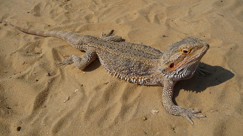 File:Pogona vitticeps 2009 G3.jpg