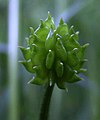 Immature fruits