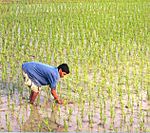 Rice Field.jpg