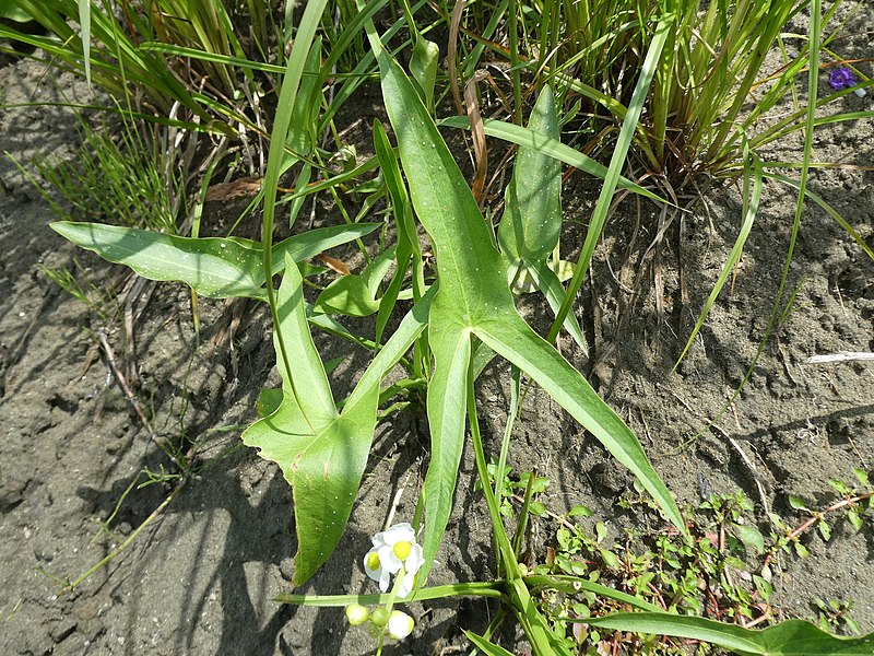 File:Sagittaria latifolia leaf (07).jpeg