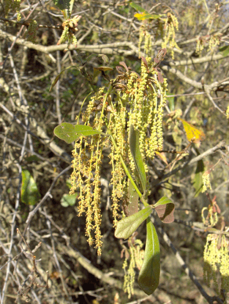 File:Water-Oak-catkins (2882861283).gif