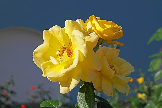 Yellow roses