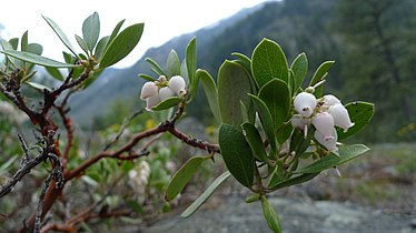 Arctostaphylos nevadensis in Icicle Canyon, Chelan County Washington