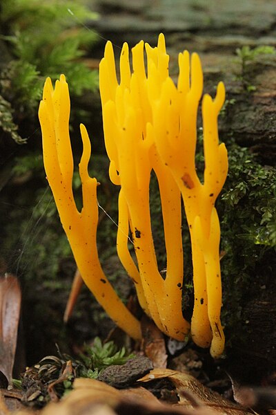 File:Calocera viscosa (36086447794).jpg