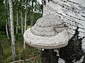 * Nomination Fomes fomentarius on the living birch (Betula) --George Chernilevsky 18:16, 22 August 2009 (UTC) * Promotion background a little noisy but otherwise good --Ianare 04:03, 28 August 2009 (UTC)