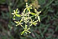 Lomatium brandegeei