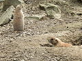 Deutsch: Schwarzschwanz-Präriehunde (Cynomys ludovicianus) im Tierpark Bochum. English: Black-tailed prairie dogs (Cynomys ludovicianus) in the Tierpark Bochum, Germany.   This file was uploaded with Commonist.