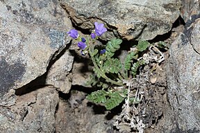 Polemonium pulcherrimum