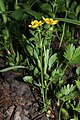 Ranunculus eschscholtzii