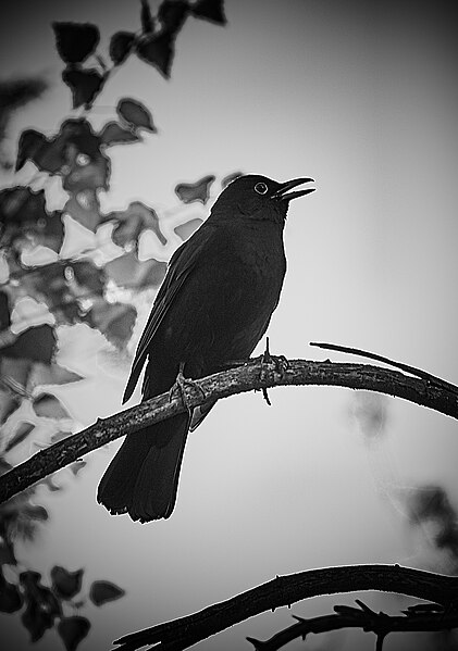 File:Singende Amsel.jpg