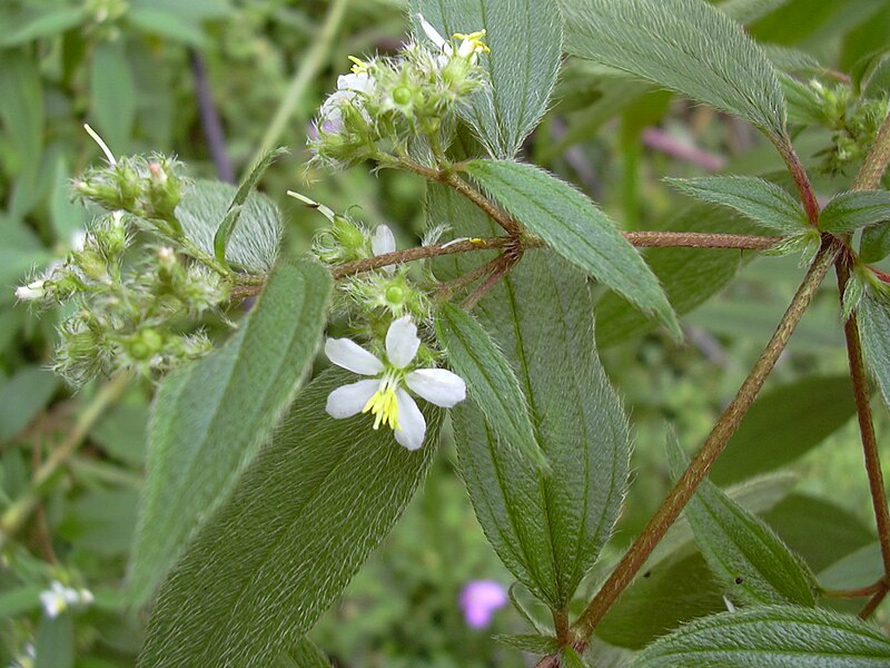 File:Starr 031118-0089 Tibouchina longifolia.jpg