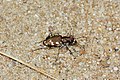 Deutsch: Sandlaufkäfer (Cicindela hybrida) English: Tiger beetle