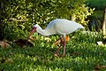 * Nomination American white ibis --Ianare 20:44, 4 March 2008 (UTC) * Promotion I feel overexposure points and a bit dark bird for me, but good naturally shot and enough to QI. _Fukutaro 12:26, 10 March 2008 (UTC)