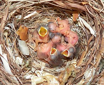 Muscicapidae (juvenile) (cat.)