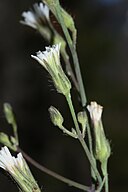 Hieracium albiflorum