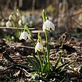 * Nomination Leucojum vernum in PLA Křivoklátsko, Czechia --Nefronus 19:47, 26 March 2021 (UTC) * Promotion  Support Good quality. --Ermell 21:23, 26 March 2021 (UTC)