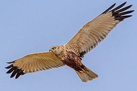 männliche Rohrweihe (Circus aeruginosus) beim Jagdflug im Osten Spiekeroogs, Nationalpark Niedersächsisches Wattenmeer