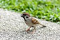 * Nomination A male Eurasian tree sparrow (Passer montanus). --GerifalteDelSabana 06:35, 27 June 2018 (UTC)  Comment the tail is blurry. Olivier LPB 07:47, 27 June 2018 (UTC) The image was a close-range wide aperture shot focused on the plumage of the neck, it makes sense that the tail is blurry. GerifalteDelSabana 13:11, 27 June 2018 (UTC) * Decline  Oppose Insufficient quality. Strong posterization, blurred, some detail are lost --George Chernilevsky 19:12, 29 June 2018 (UTC)