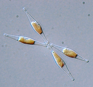 April 2: The diatom Phaeodactylum tricornutum.