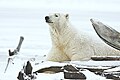 Arctic NWR, Beaufort Sea, Alaska