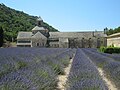 Lavender crop at the Abbey of Senanque