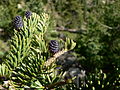 Abies lasiocarpa