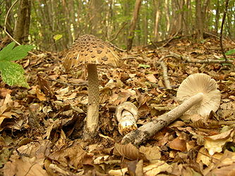 Amanita ceciliae