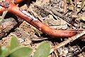 Arctostaphylos nevadensis