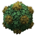 Cowpea Mosaic Virus