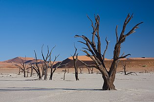 Camel thorn trees (Acacia erioloba) in Dead Vlei