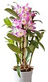 Dendrobium nobile Starclass