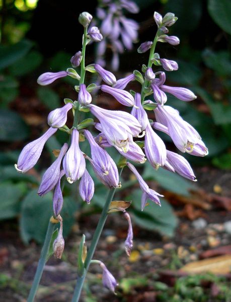 File:Hosta Abiqua Blue Crinkles 2.jpg