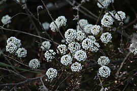 Lobularia maritima043.JPG