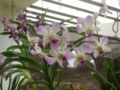 Dendrobium - Hybrid and Vanda - Hybrid