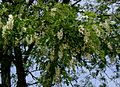 flowering branch