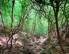 April 11: Forest on the island of Nosy Hara in Northern Madagascar.