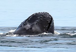 Humpback whale